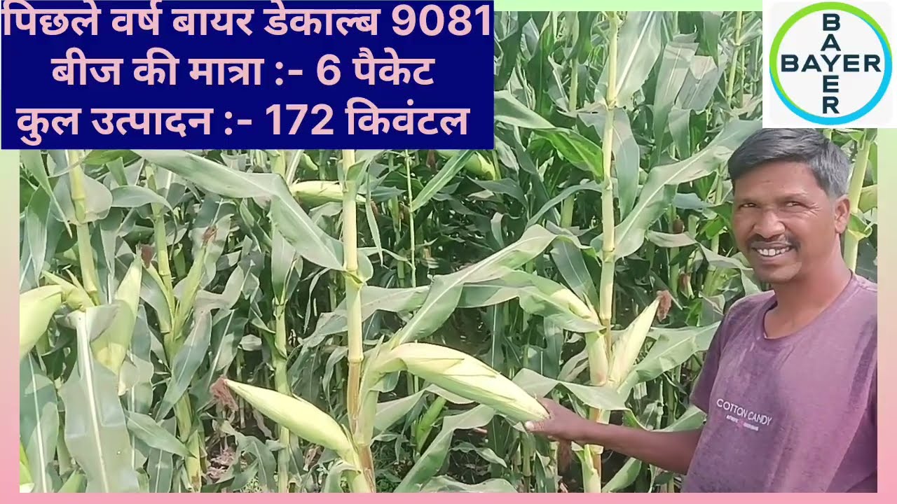 # वानसिंह_ओसवाड़ा (पानसेमल) गर्मी सीजन #मक्का_डेकाल्ब 9081 से कुल 6 पैकेट से 172 किवंटल उत्पादन 🌽🌱