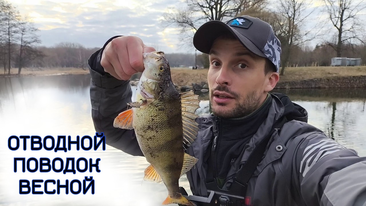 Ловля окуня на ОТВОДНОЙ ПОВОДОК весной. 