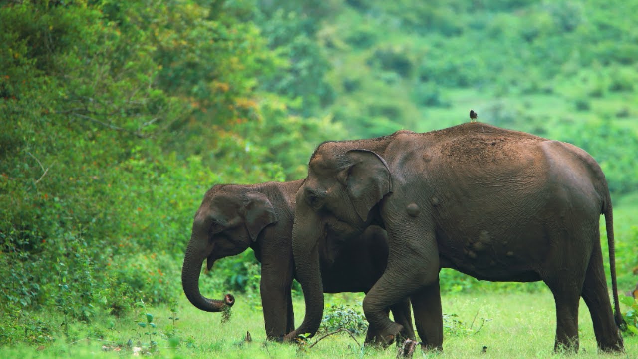 Bandipur Wildlife Safari | Beautiful Forest in South India | Wildlife Spotting | December 2024