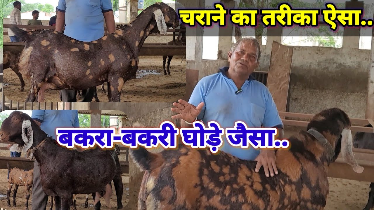 बकरी चराने का ऐसा लाजवाब हूनर.कैसा भी जानवर हो यहां बन जाता हैं!Sukant chawla goat farming