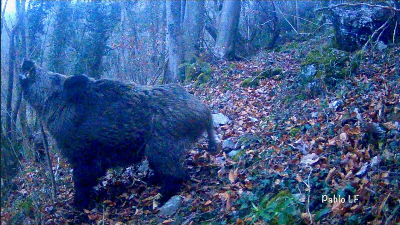 ¡Enorme Jabalí en Celo, Pareja de Lobos, Corzo macho con borra y más...!
