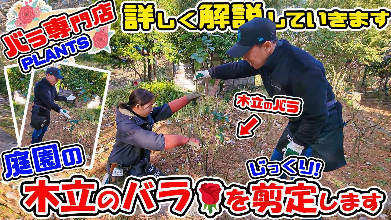 【バラ専門店】の庭園で解説します🌹【木立のバラの冬剪定】実際にやっていきます!【PLANTS長島店長のローズレスキュー!】