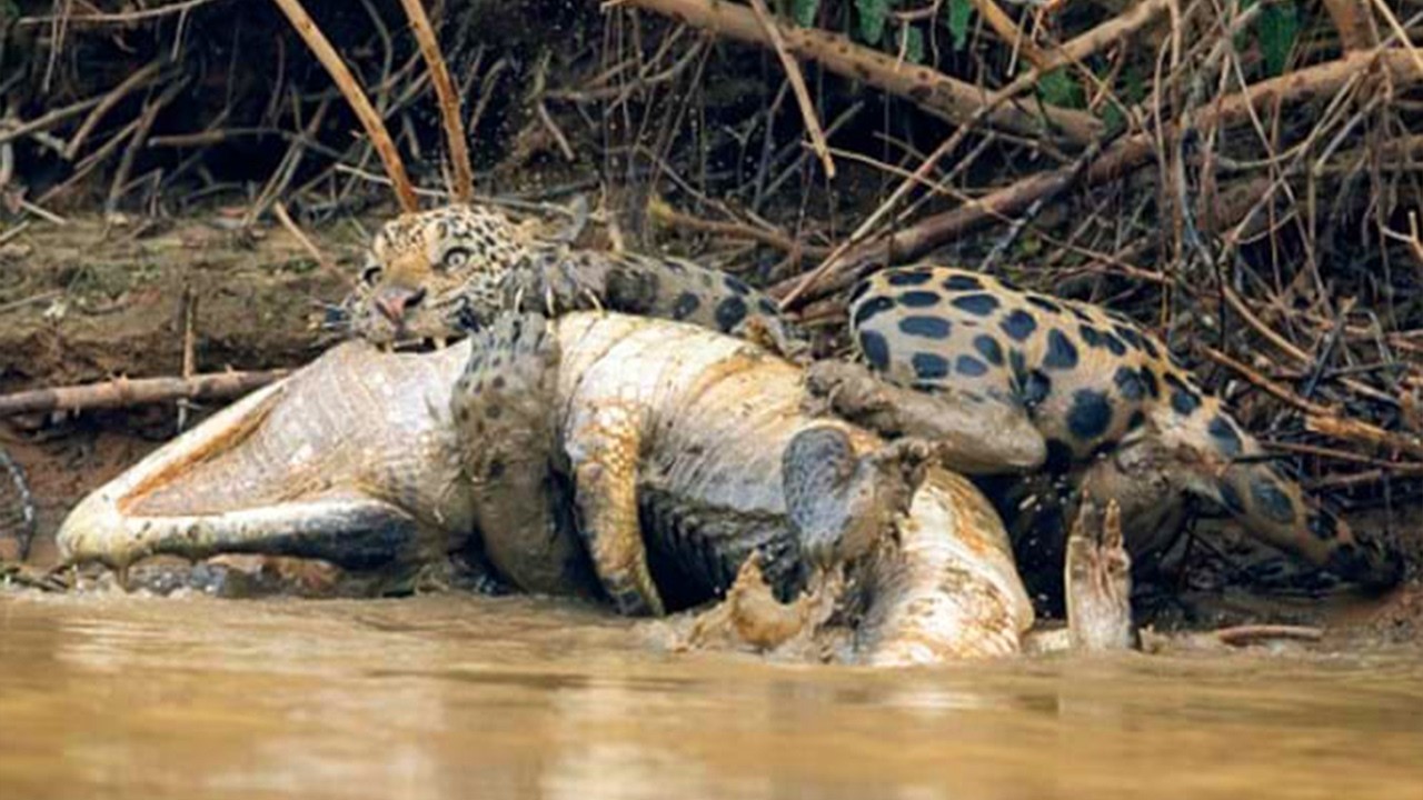 Jaguar: El Rey de la Selva - Cazador de Cocodrilos en Am&eacute;rica