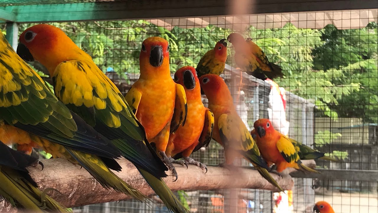 Sun Conures sound