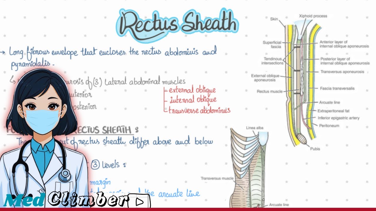 Rectus sheath anatomy | Above and below arcuate line