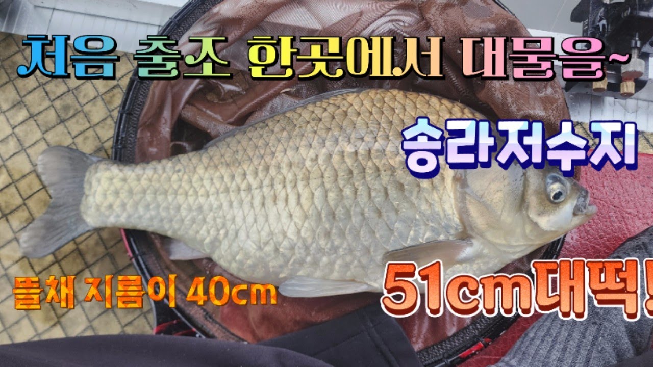처음 출조 한곳!! 송라저수지 에서 대물 떡붕어 51cm를~