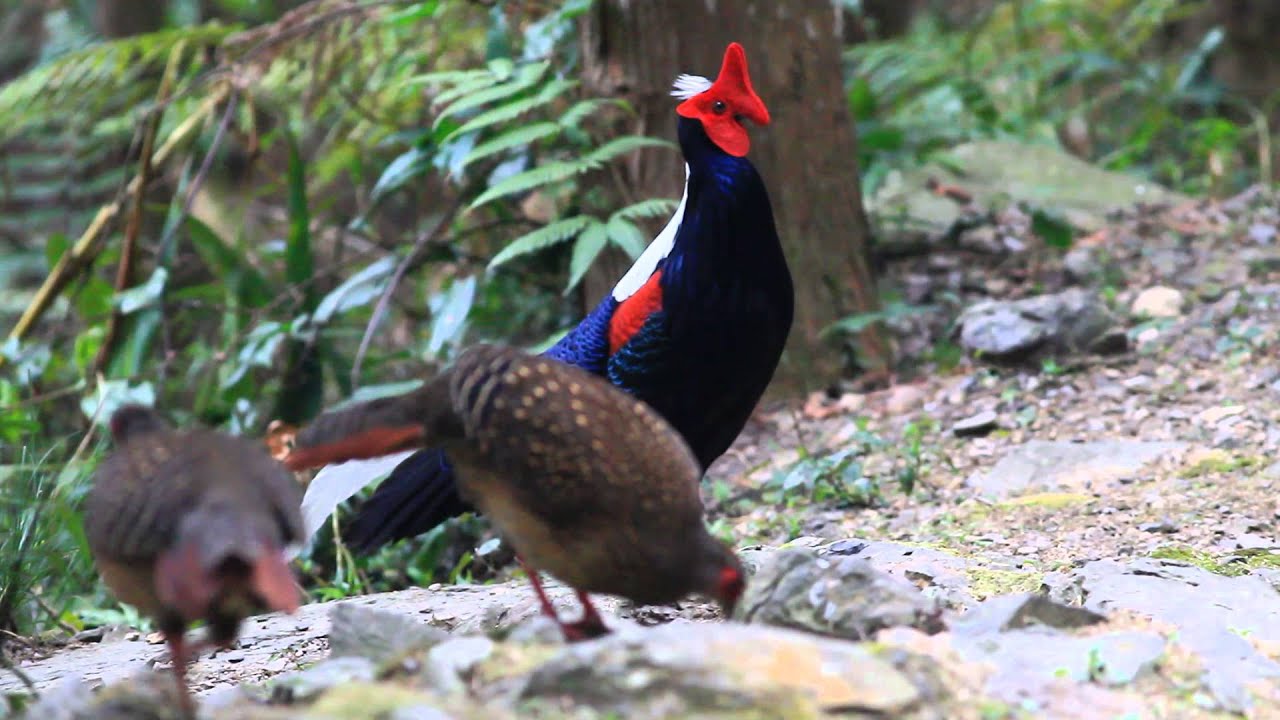 Faisão-de-swinhoe, Swinhoe's Pheasant, 藍腹鷳