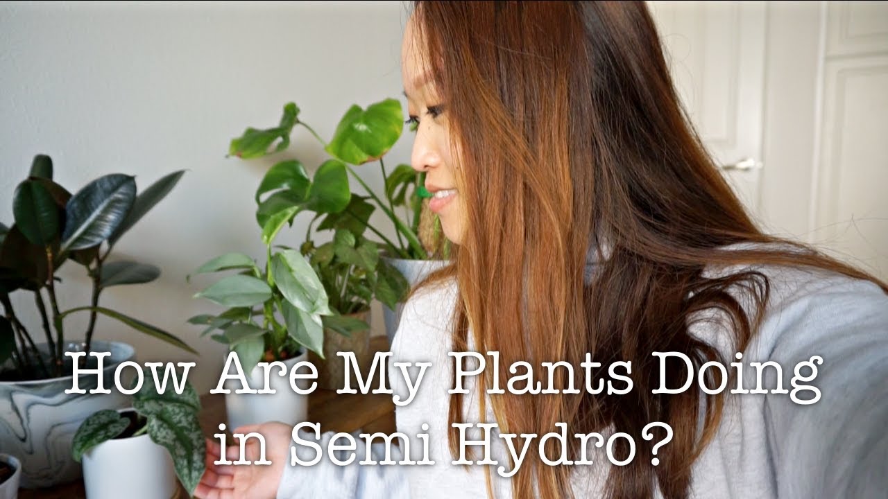 SEMI HYDROPONICS | HOUSEPLANT UPDATE