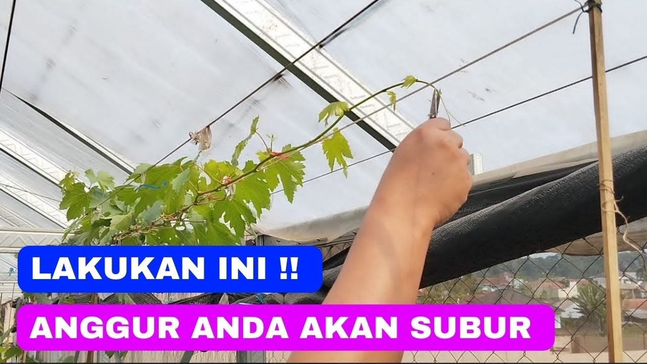 Cara Merawat Anggur Di Masa Vegetatif