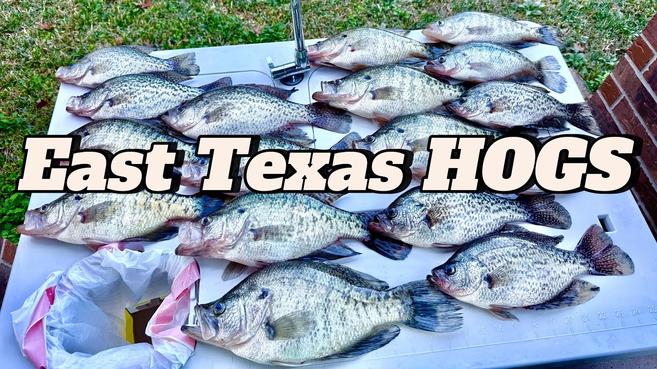 Catching MORE SLAB Crappie On Standing Timber | Day 2 Of East Texas Crappie Fishing