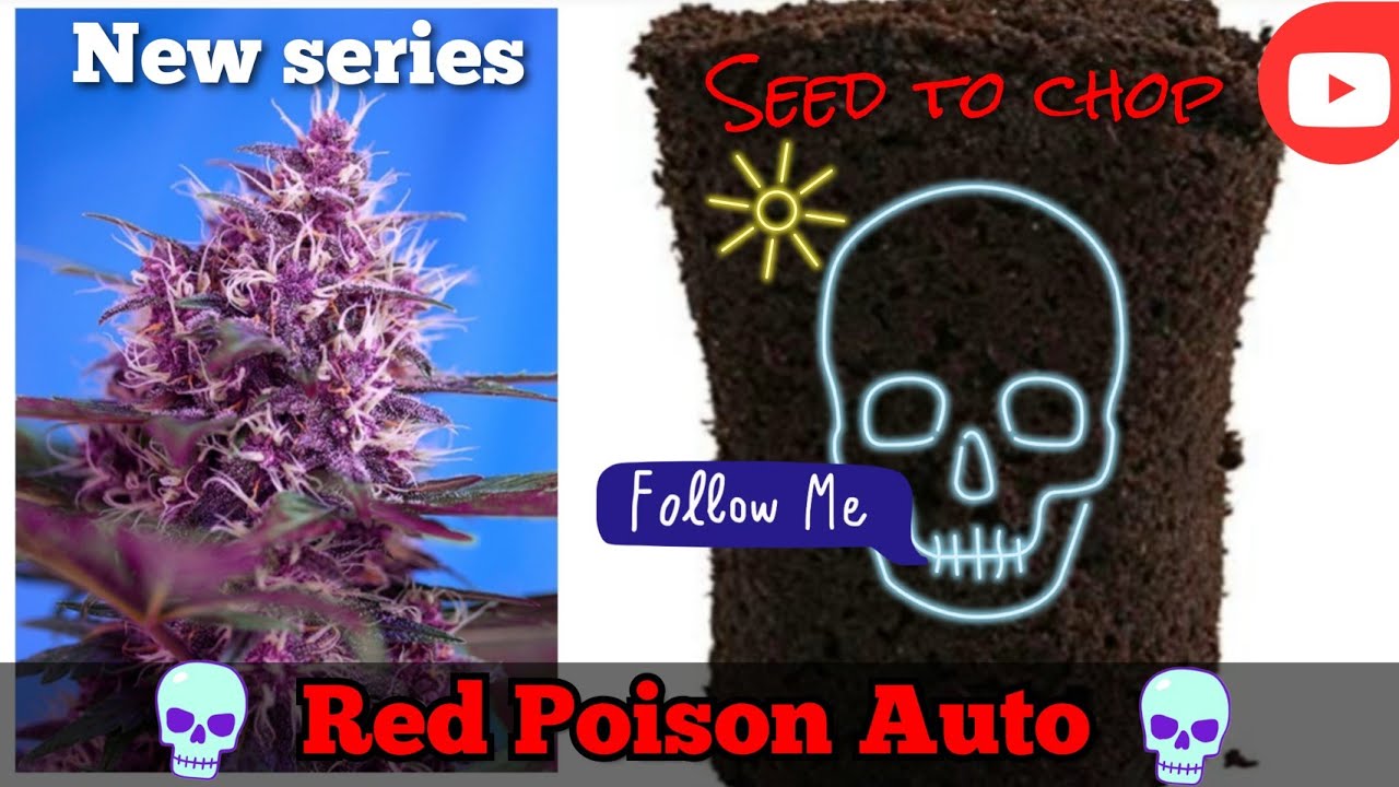 Red Poison Autos - FULL SEED TO CHOP + YIELD. SUBSCRIBE