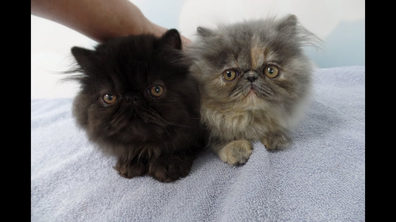 Coming Home to my two Persian Kittens on the Second Day