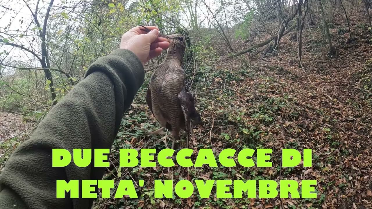 DUE BECCACCE DI META' NOVEMBRE