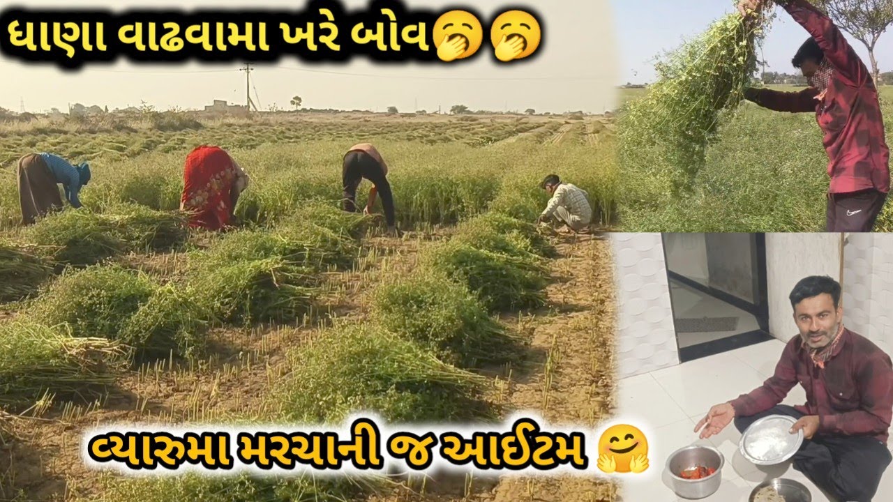 ધાણા વાઢવામા ખરી જાય એટલા બધા આટીએ ચડ્યા 😲  | વ્યારુમા બધી મરચાની જ આઈટમ 🤗 | dhanama vadhni baghdati