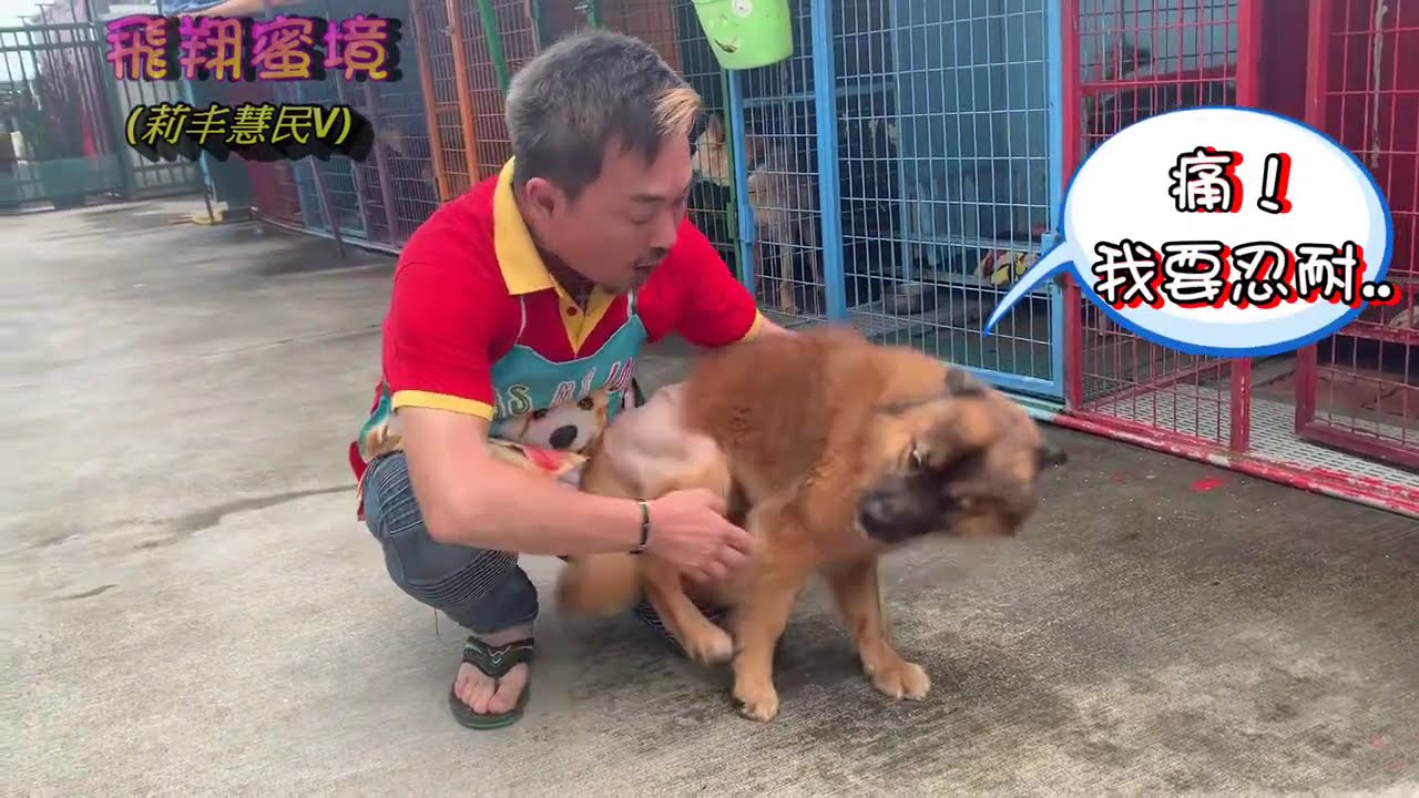 【莉丰慧民V-飛翔蜜境】燦爛的陽光--維尼