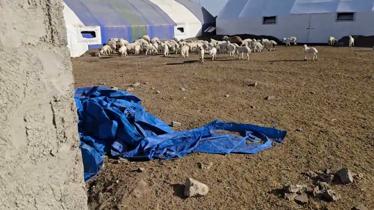 Tuzgölü çiftliği