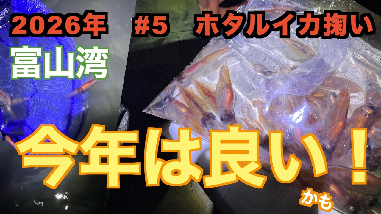 【富山湾ホタルイカ】２０２６年は好調かも【2026年 #5】