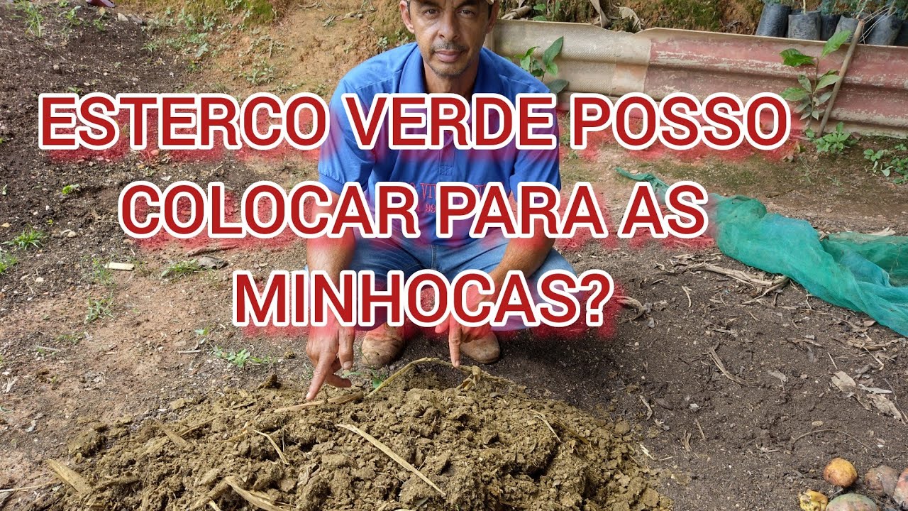 ALIMENTANDO AS MINHOCAS COM ESTERCO VERDE ,E OUTRAS ALTERNATIVAS DE ALIMENTOS