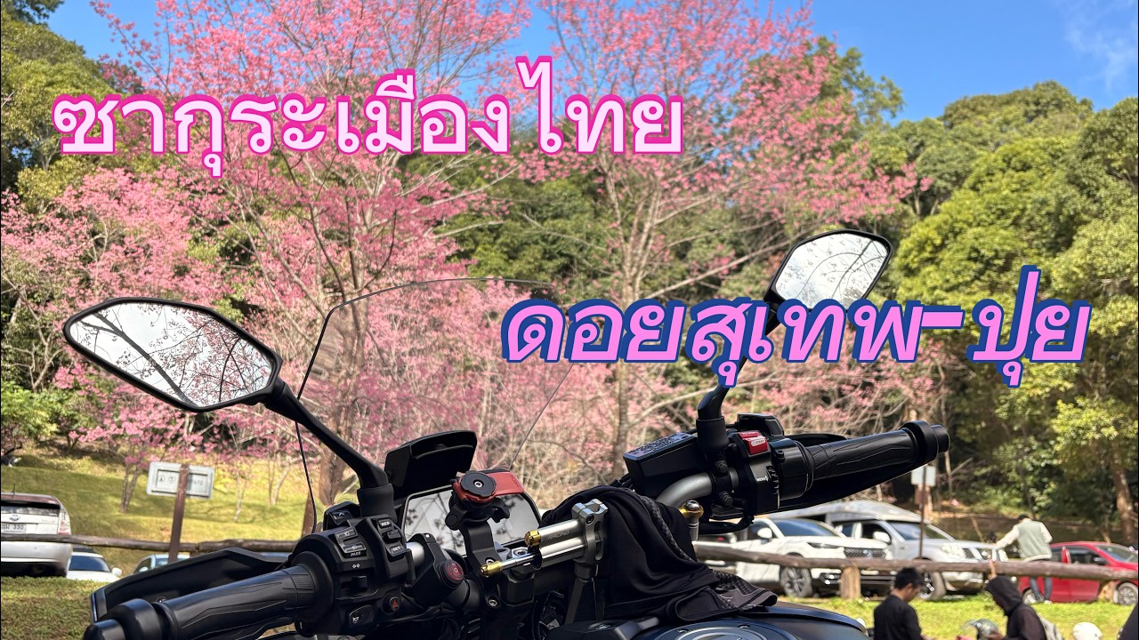 CNX Trip ep.1 ไปดูซากุระเมืองไทยบนดอยปุยกัน Tracer 900GT