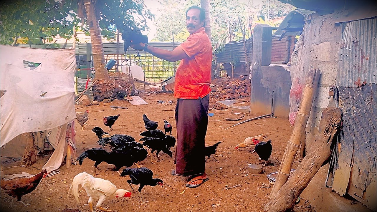 How to Earn from Various Chicken Breeds | Poultry Business in Sri Lanka