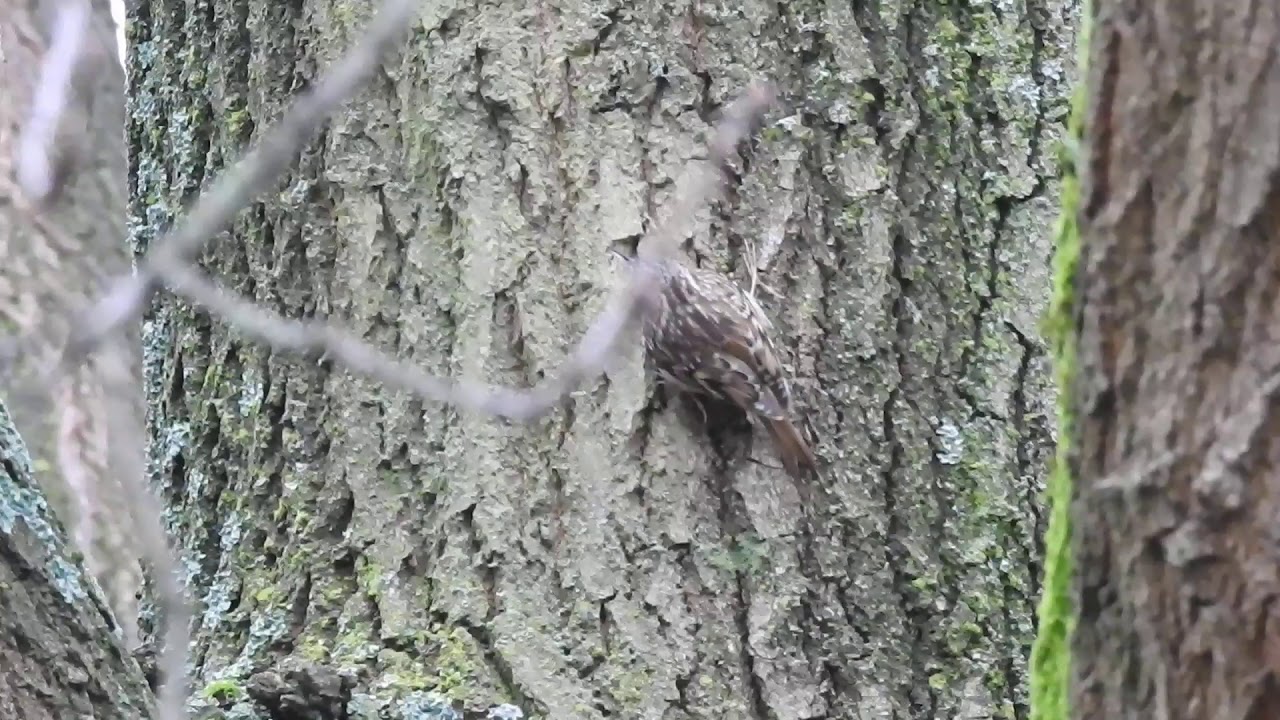 Short-toed Treecreeper/Boomkruiper, Amsterdam-Bijlmer, The Netherlands, 02-12-2020.