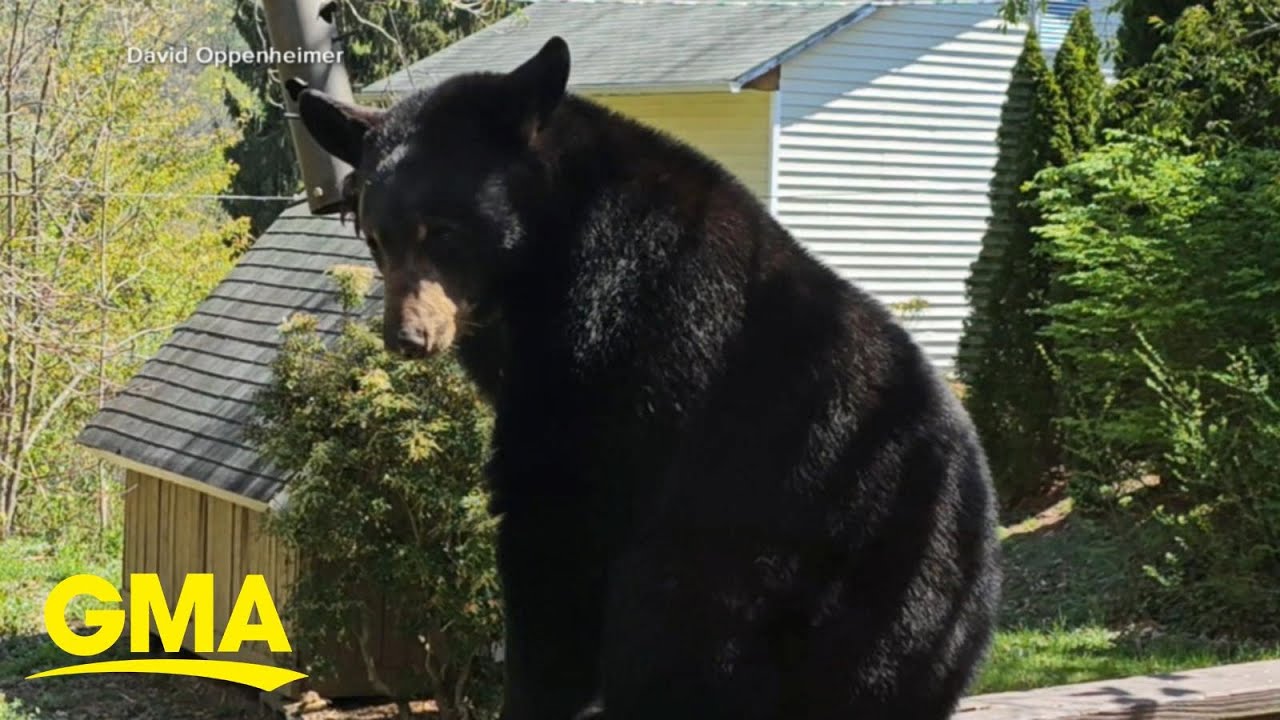 Connecticut woman hospitalized after bear attack | GMA