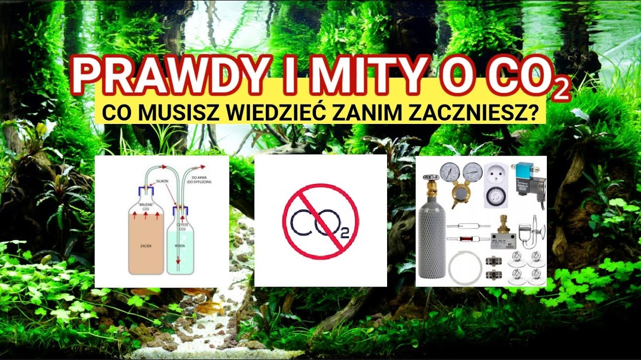 CO₂ W AKWARIUM &ndash; Niezbędny dla Roślin i Szkodliwy dla Ryb w nadmiarze