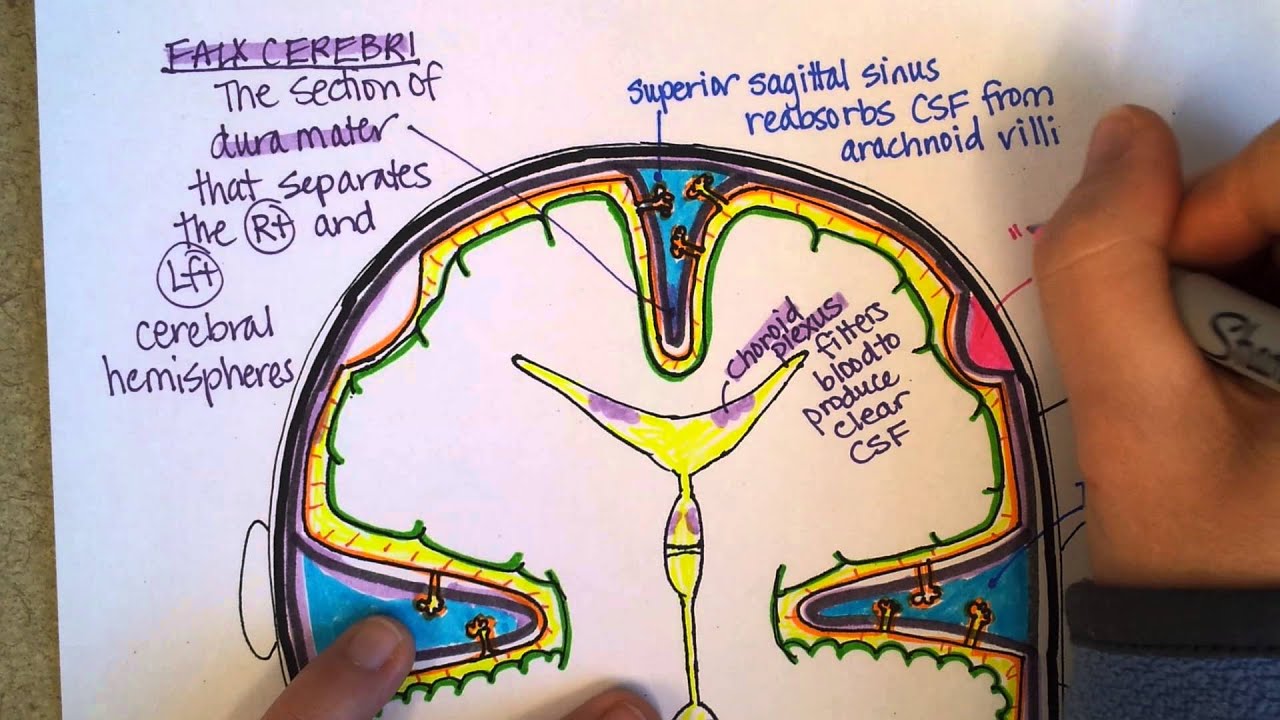 Meninges, Part 2
