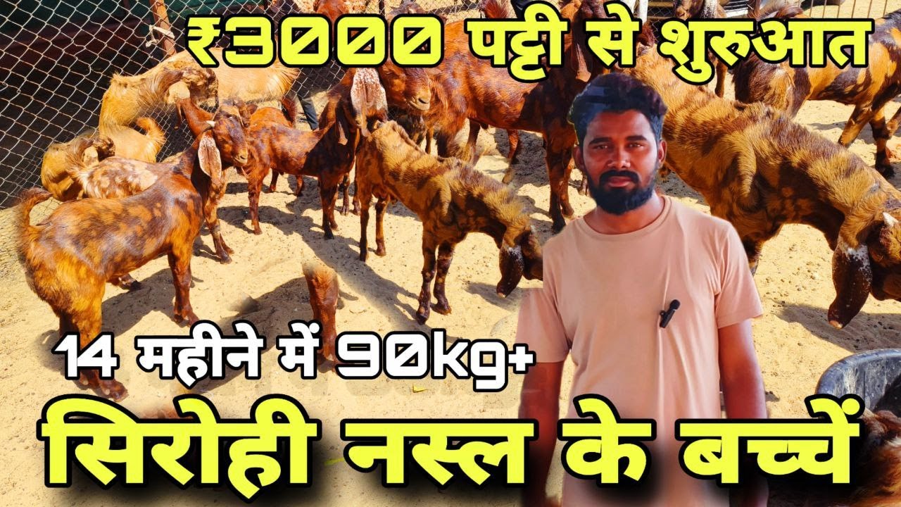 ₹3000 पट्टी से शुरुआत! सिरोही नस्ल के बच्चे top quality at visit Pk goat farm Ajmer