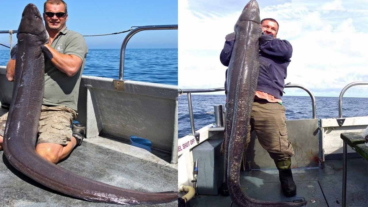 Удивительный навык ловли гигантского угря в море - самая быстрая ловля и обработка угря