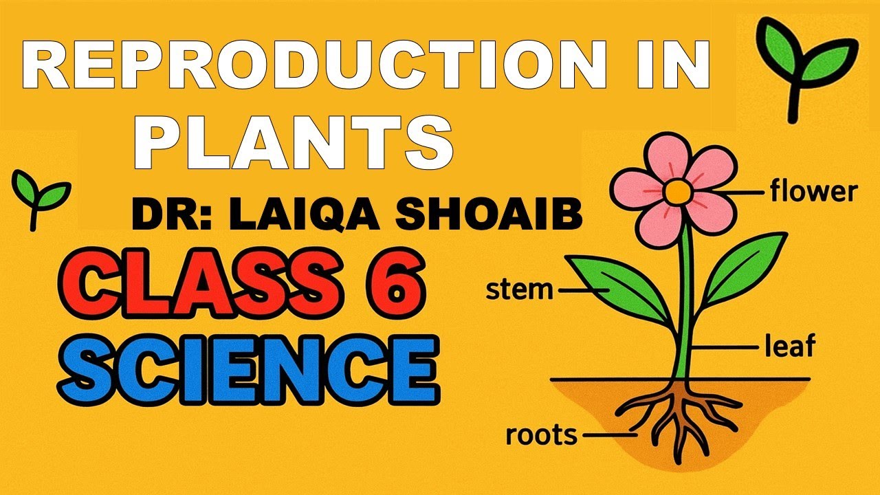 Reproduction in Plants | Class 6 Science Chapter 2 | AFAQ Series | Full Explanation in Urdu/Hindi