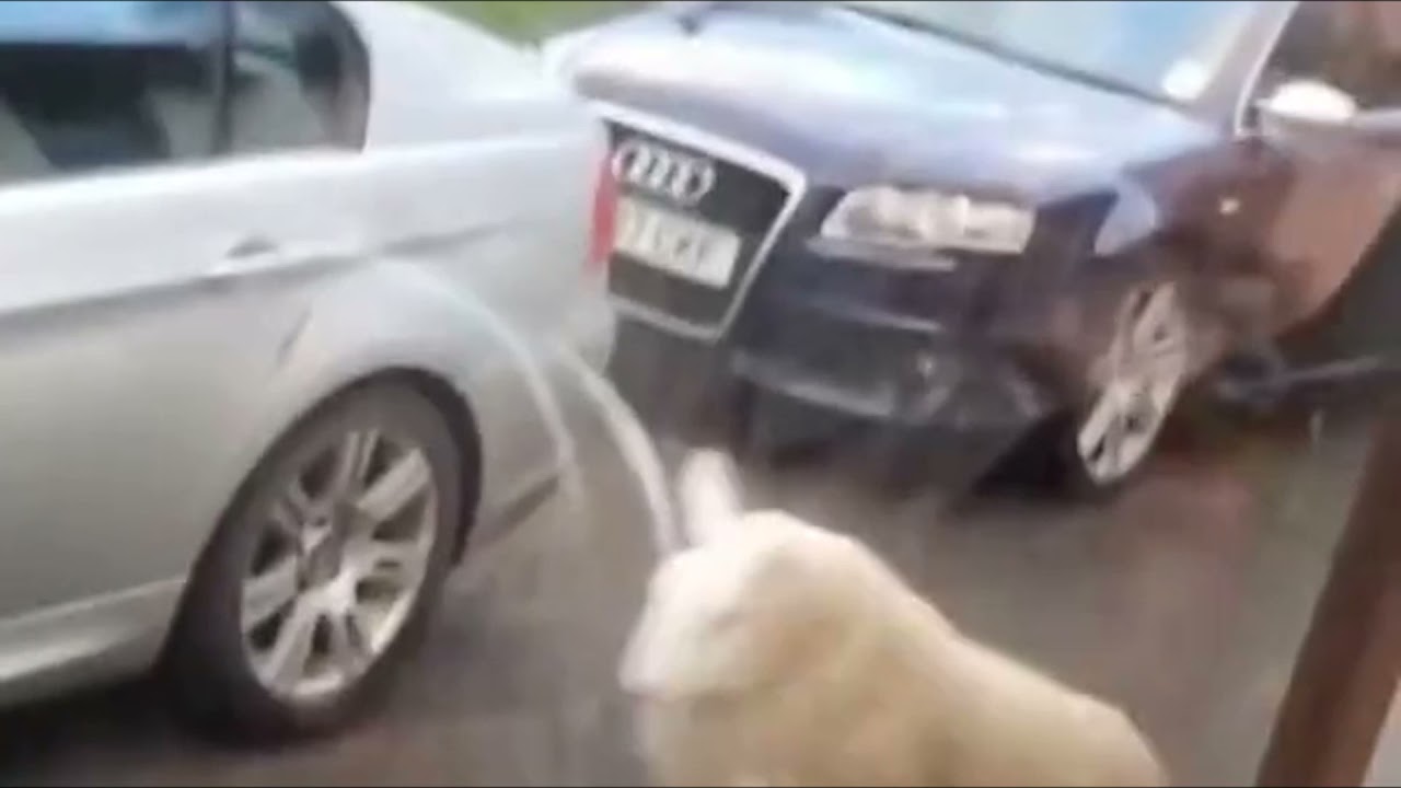 funny sheep dance # shorts