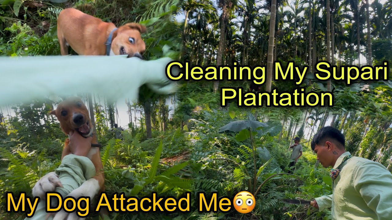 Why My Dog Attacked Me?😳 Cleaning Our Supari Garden || Supari Farming in Arunachal Pradesh❤️
