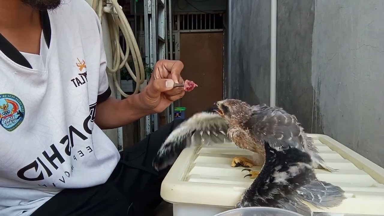 Cara melatih alap-alap BWK soaring vol. 2 #alapalap #predatorlangit #bwk