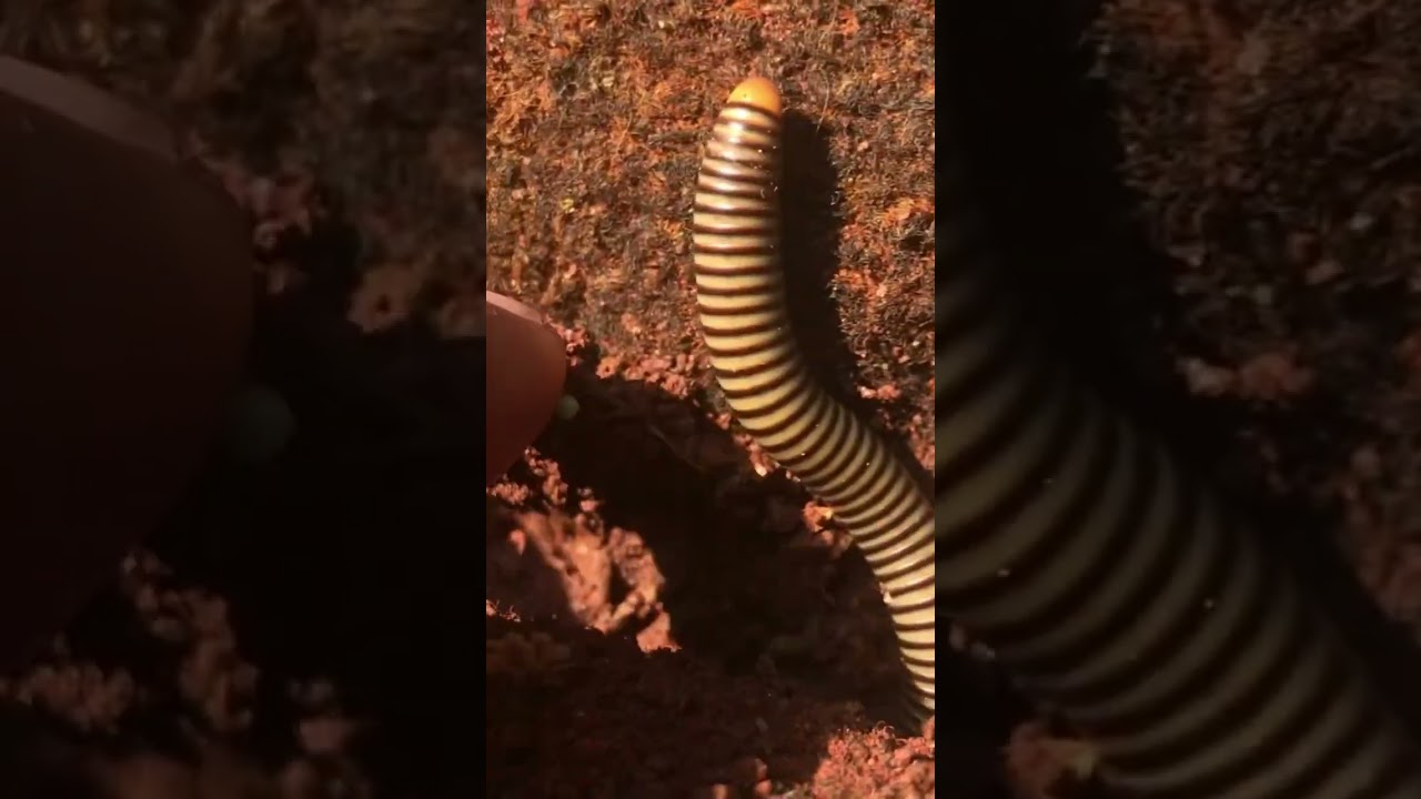 Millipede moving.