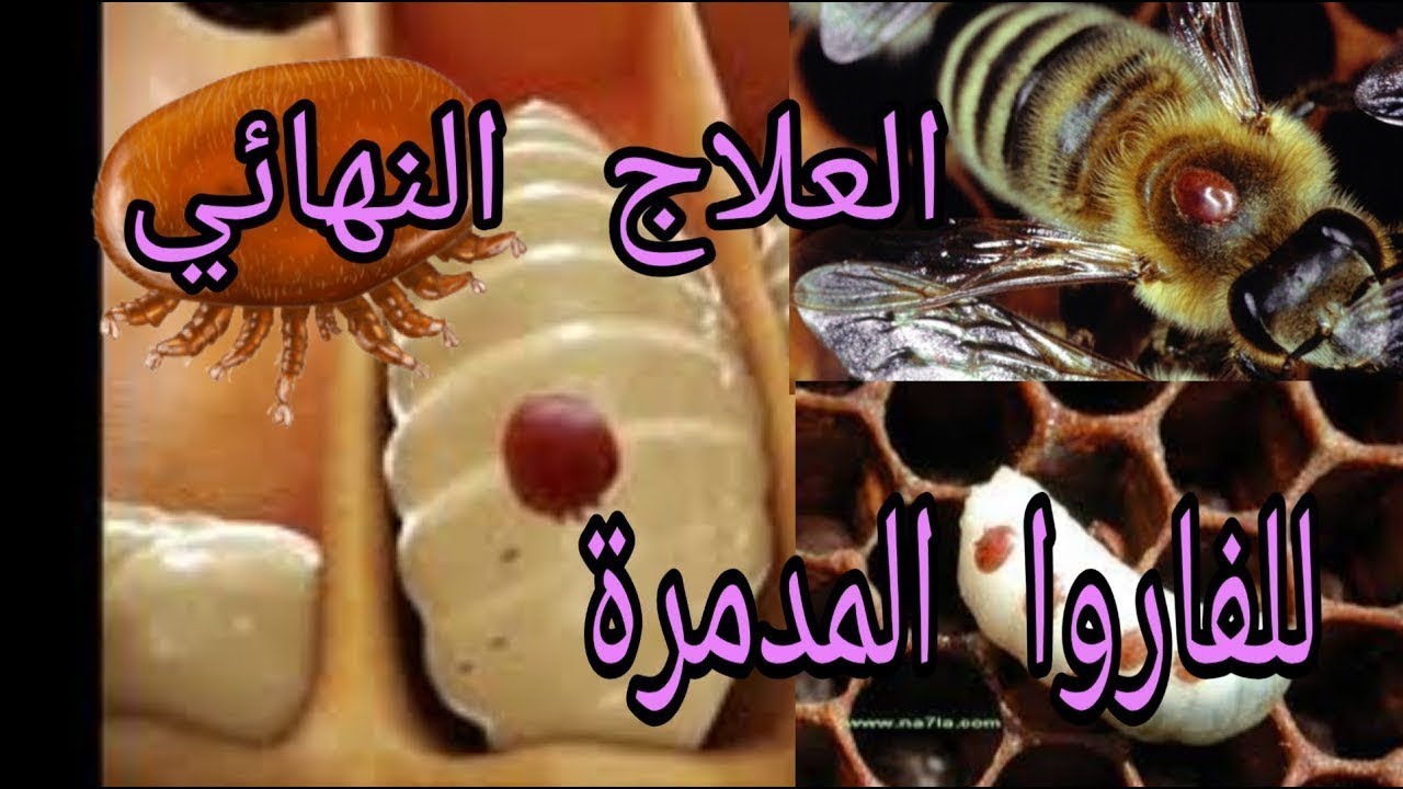 تعرف العلاج الجدري والنهائي لفروا النحل المدمرة العلاج الكيميائي  الجزء الثاني الفاروا