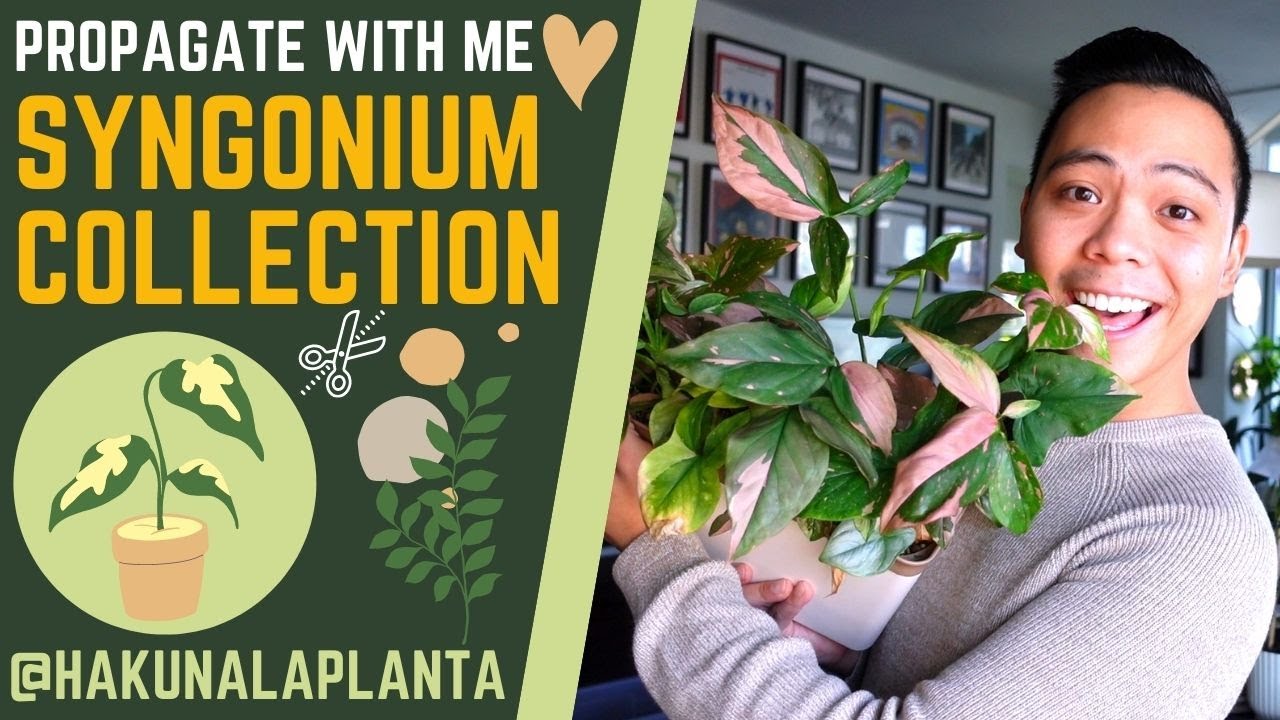 Propagating My Syngoniums 🤩 - Aurea, Albo, Mojito, Pink Splash, Wendlandii | PROPAGATE WITH ME 💚