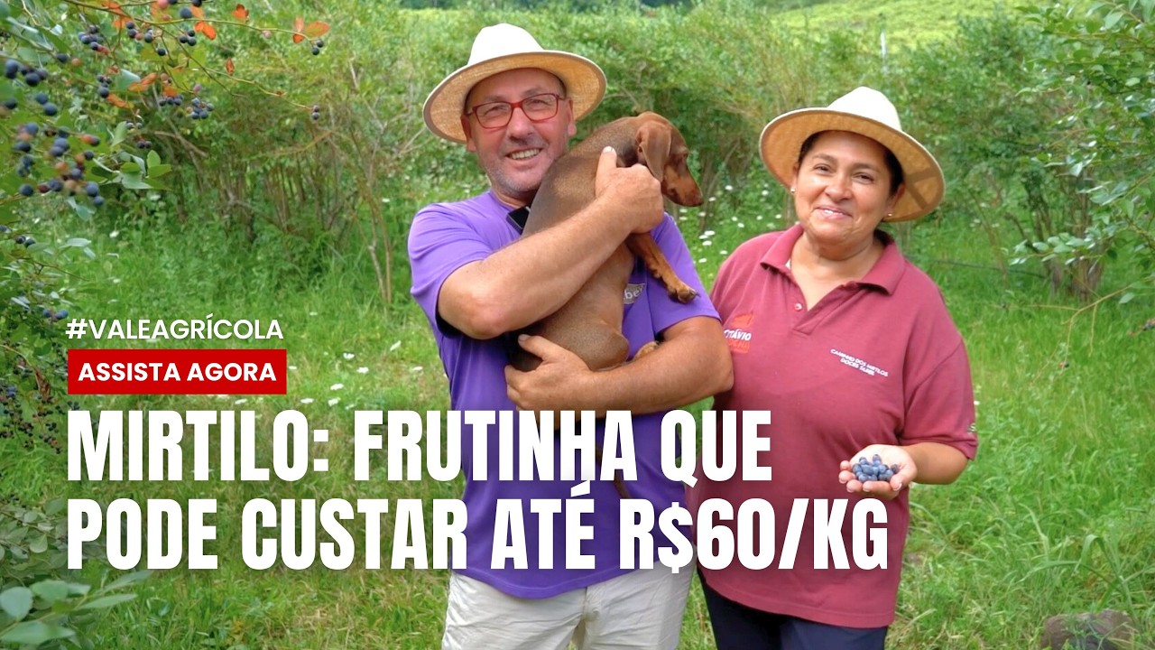 MIRTILO | Frutinha que pode custar até R$ 60 o quilo vira aposta de família gaúcha no turismo 🫐🍦