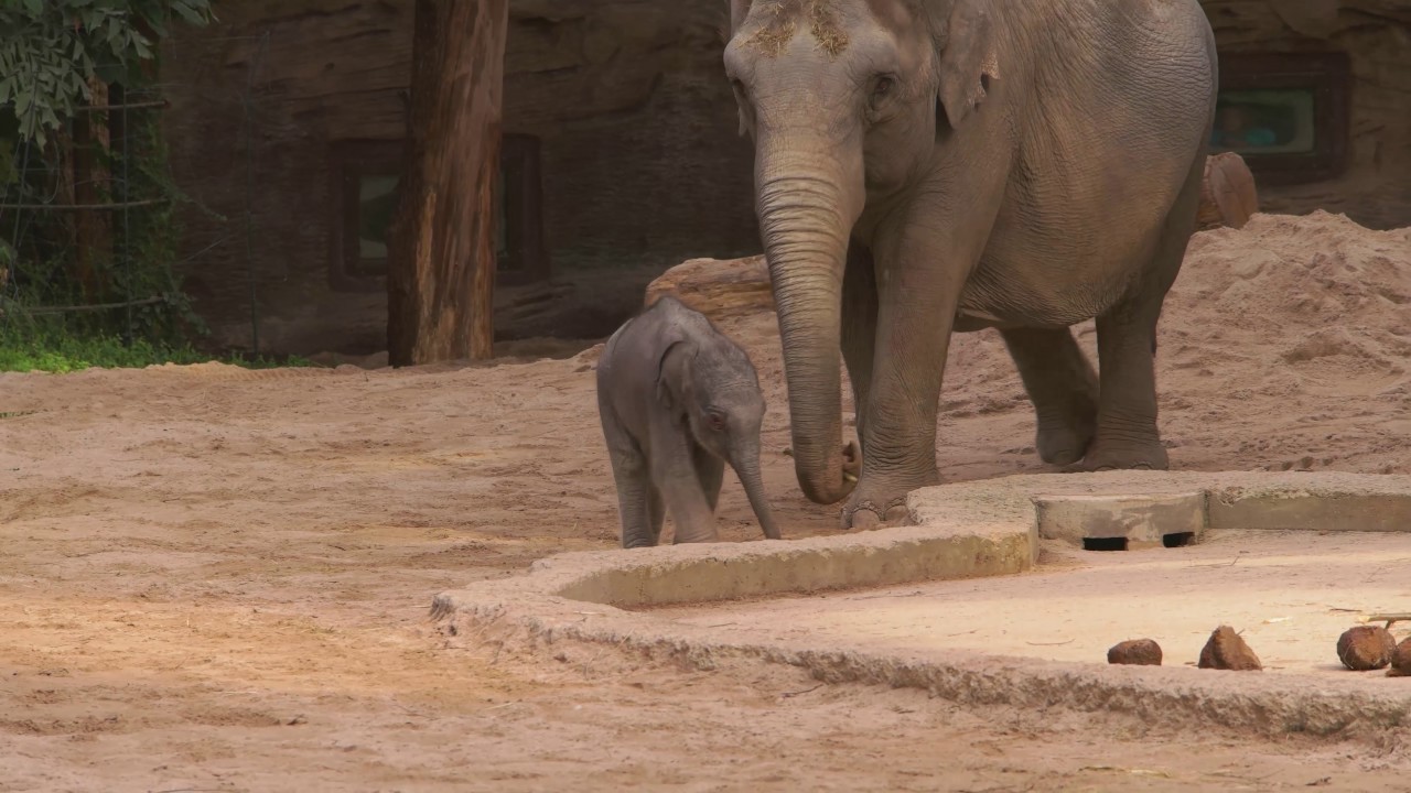 Ruwani ist endlich da! - Das Elefantenbaby im Zoo Z&uuml;rich