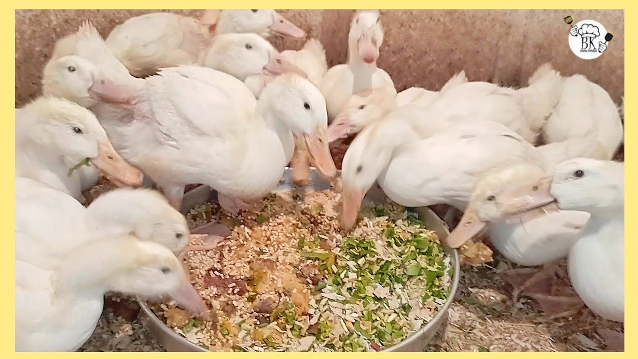دورة البط الاستار من عمر 18 يوم الي 30 يوم 🦆 مع رافع المناعة وخلطات لرفع الوزن| Bospose kitchen