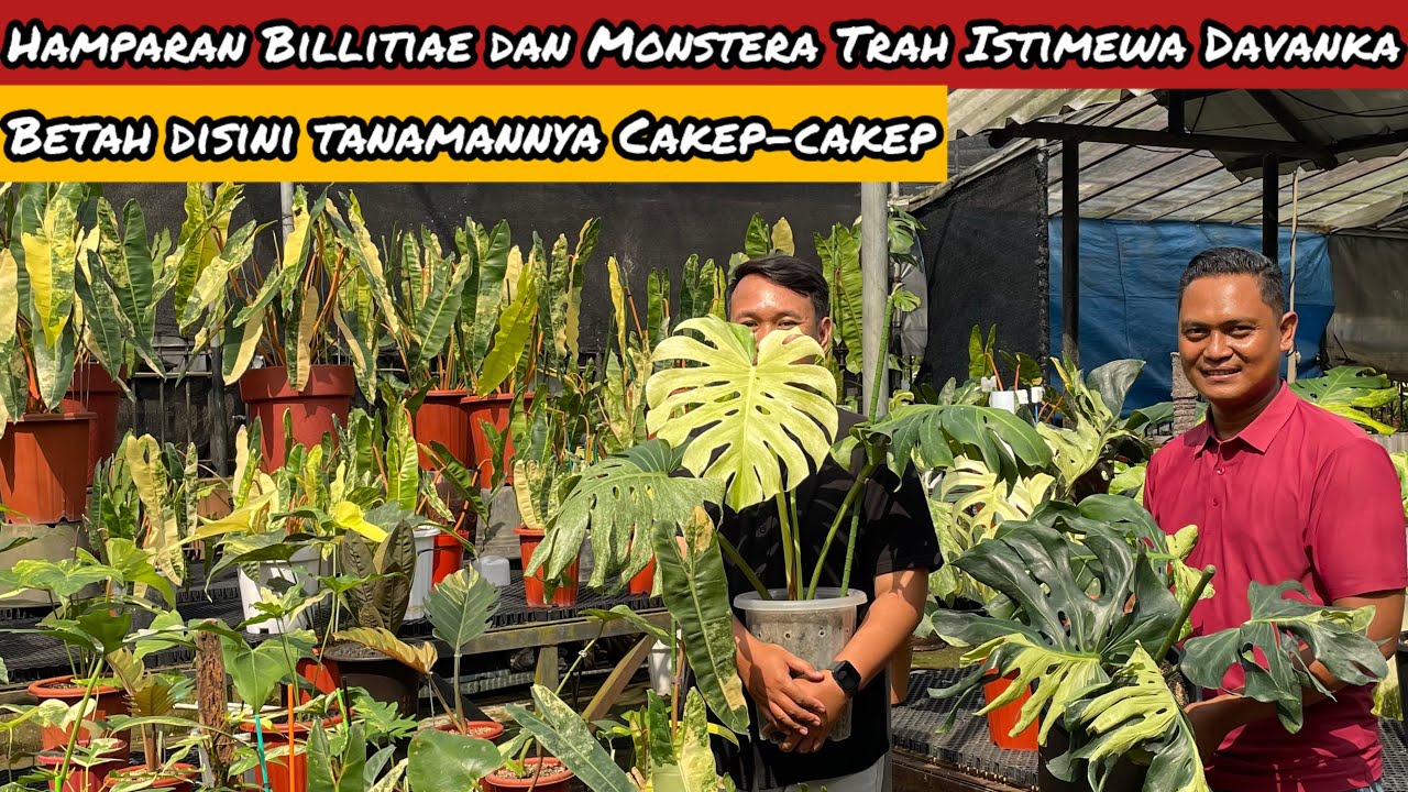 HAMPARAN BILLITIAE DAN MONSTERA TRAH ISTIMEWAH DAVANKA PLANT⁉️ 