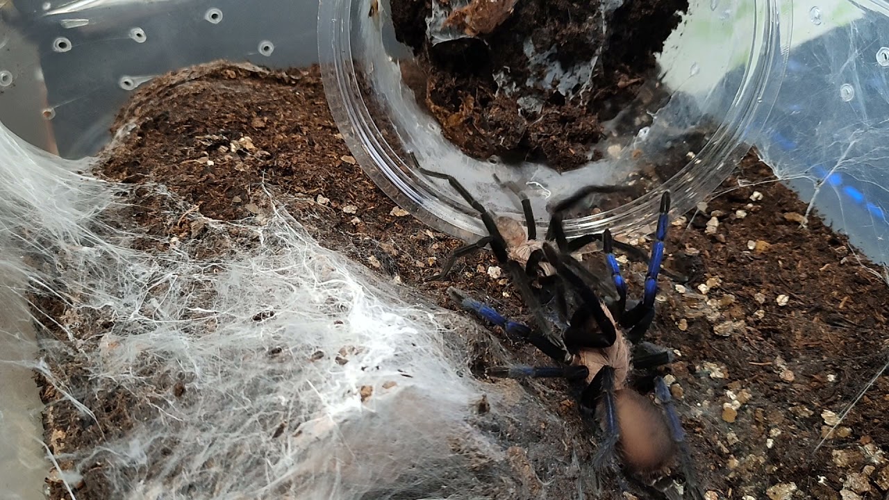 Birupes simoroxigorum mating