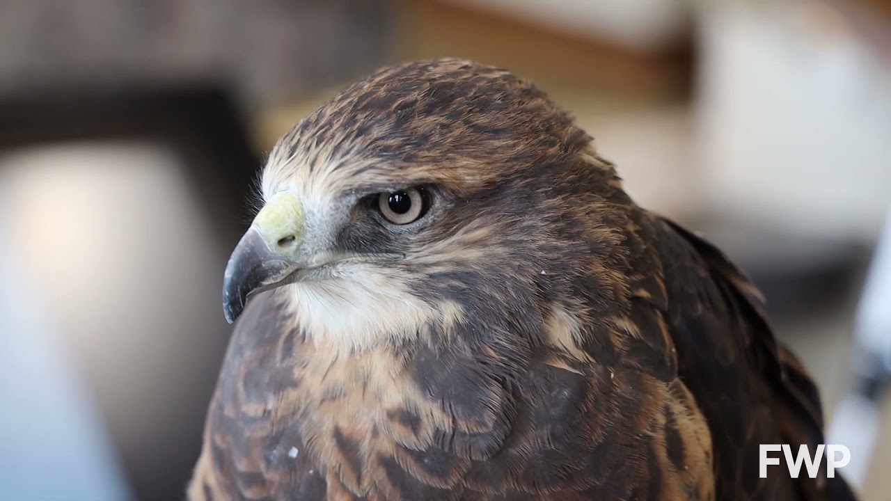 Swainson's Hawks | Montana WILD | Wildlife Education