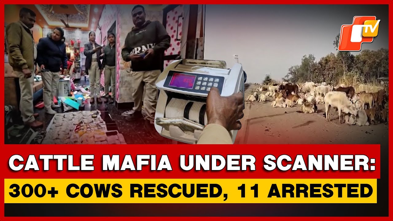 Odisha Police Bust Cattle Smuggling Network; Over 300 Cattle Rescued, 11 Arrested