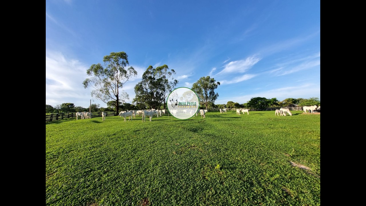 FAZENDA A VENDA EM ARINOS-MG - 202 HECTARES - FORMADA
