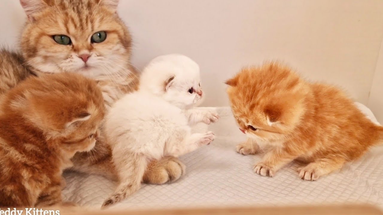 Между котятами Тедди и Пикачу назревает конфликт 🤣