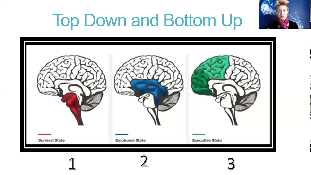 Bottom-Up Treatment Approaches to Trauma Treatment