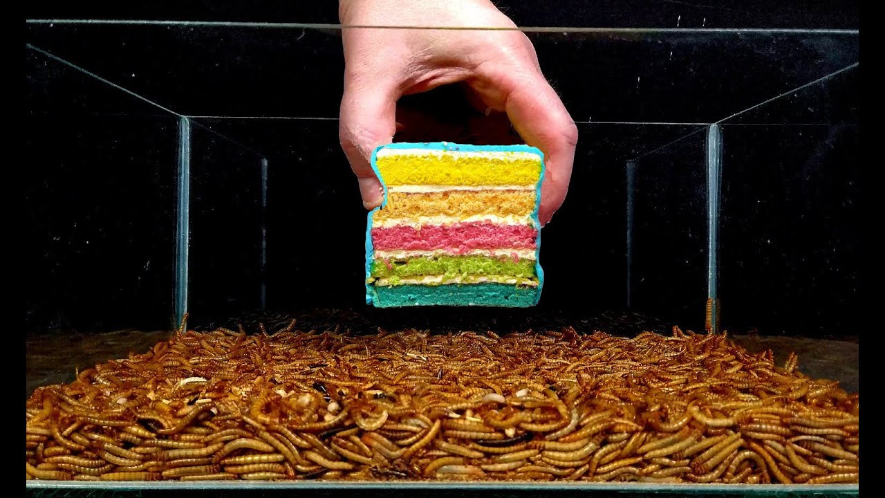 Mealworms eating - Kiwi, Popcorn, Rainbow cake, Mushroom