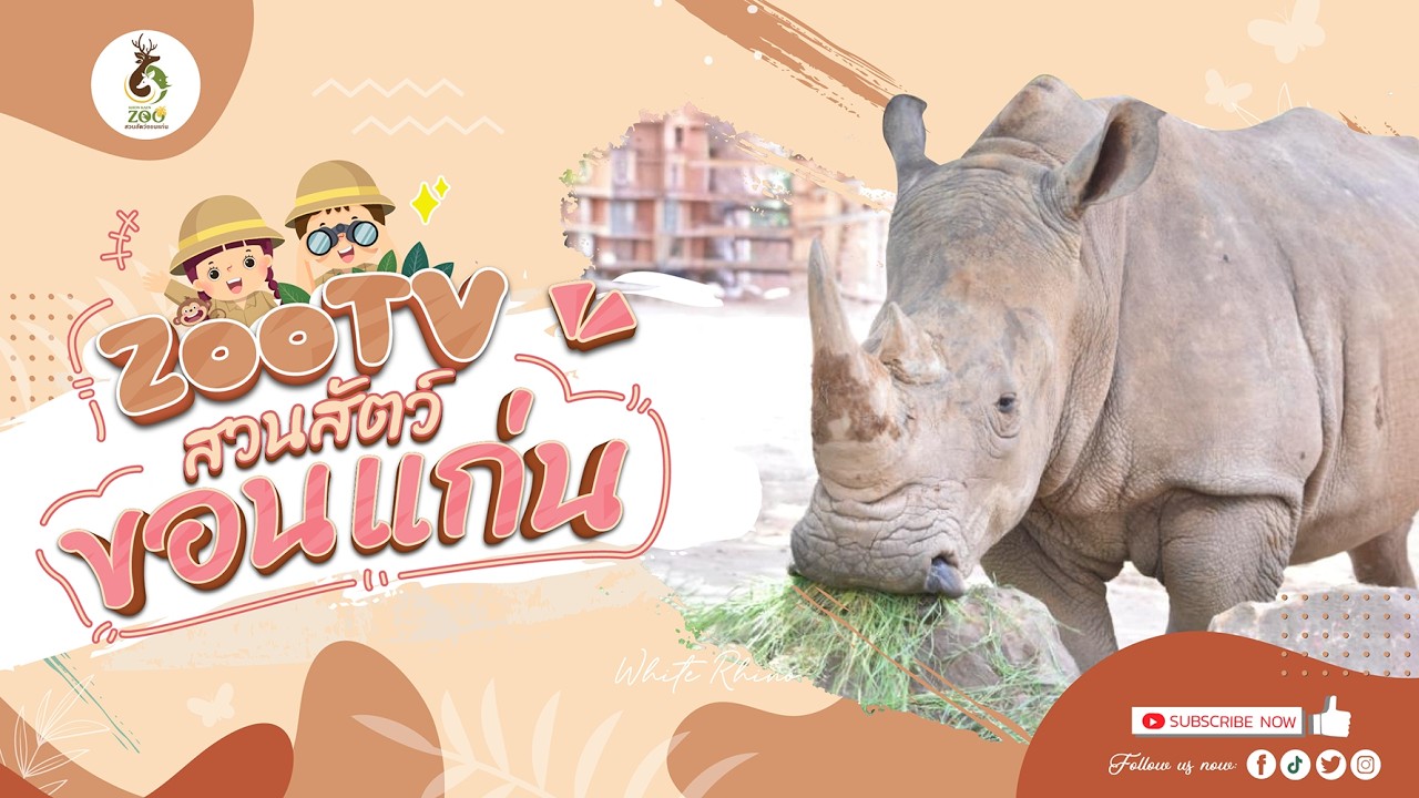🔴 Live! White Rhino | 23-2-2026 , 18:00 | Zoo TV สวนสัตว์ขอนแก่น