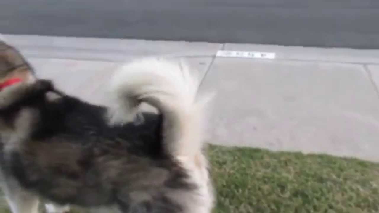 Dog says 